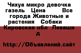 Чихуа микро девочка газель › Цена ­ 65 - Все города Животные и растения » Собаки   . Кировская обл.,Леваши д.